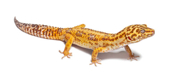 istock Side view of Leopard gecko, Eublepharis macularius, isolated on white 1680219645