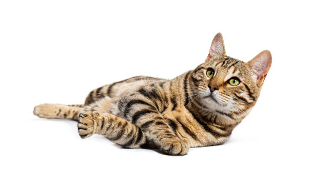 istock Bengal cat lying down and looking up, isolated on white 1680219665