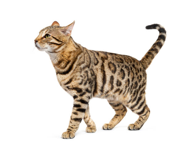 istock Bengal cat marking the stop and looking away, isolated on white 1680219670