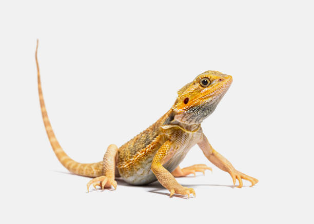 pogona, Pogona vitticeps, standing in front, isolated on grey stock photo