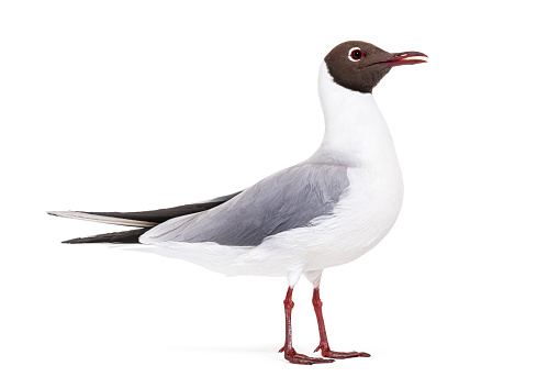 Adult summer plumage, black-headed gull, Chroicocephalus ridibundus, isolated on white