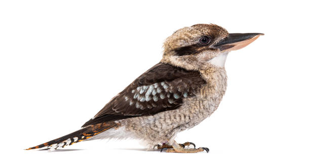 istock Kingfisher Laughing kookaburra, Dacelo novaeguineae, isolated on white 1680220794