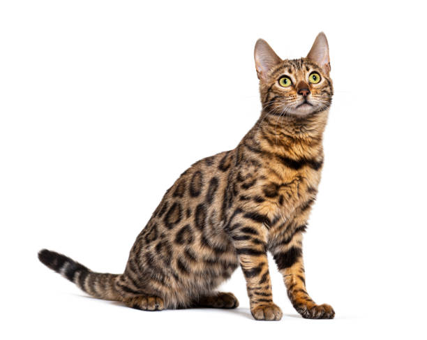 istock profile of a Bengal cat sitting and looking up, isolated on white 1680221328