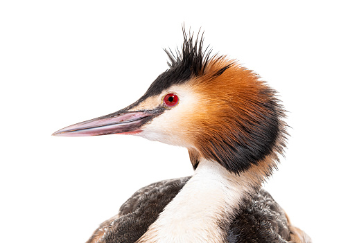 Great crested grebe, Podiceps cristatus, isolated on white
