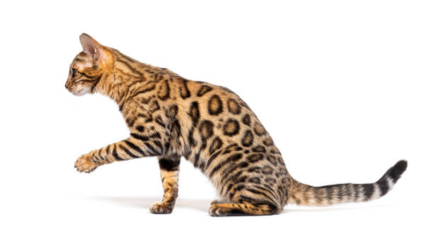 istock Bengal cat marking the stop and looking away, isolated on white 1680221345