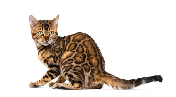 istock back view of a Bengal cat sitting and looking back, isolated on white 1680221915