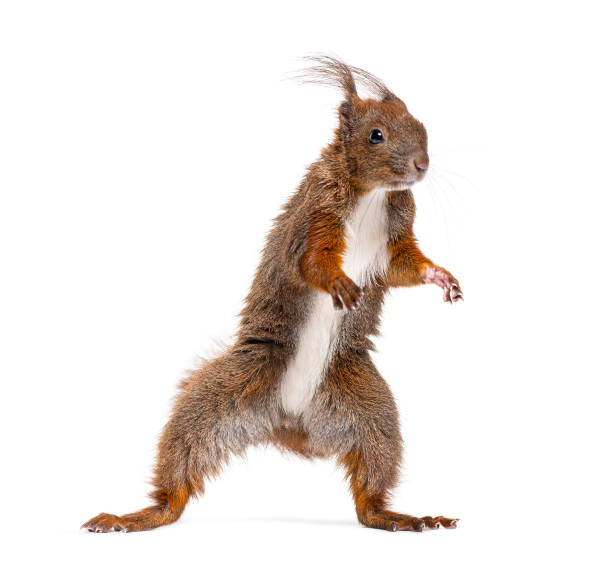 istock Eurasian red squirrel on hind legs looking up, sciurus vulgaris, isolated on white 1680222362