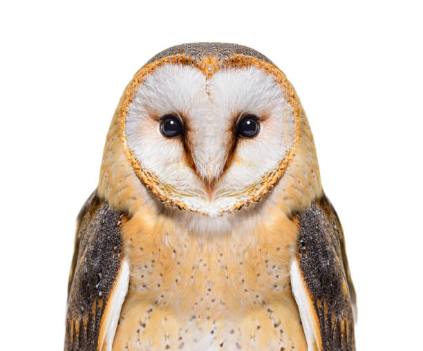 Barn owl in flight with wood mouse in its beak coming into land on tree stump