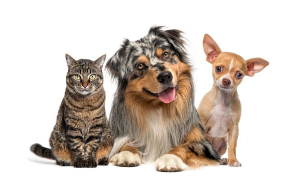 istock Friendly alert Pets together side by side in a row looking at the camera, isolated on white 1680223608