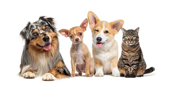 Friendly alert Pets, Cats and dogs, together side by side in a row looking at the camera, isolated on white