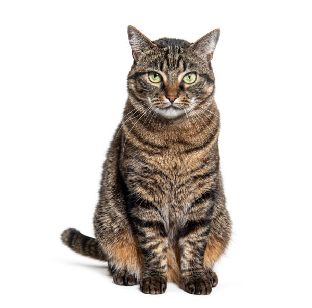 istock Tabby crossbreed cat sitting in front and looking at camera, isolated on white 1680223997