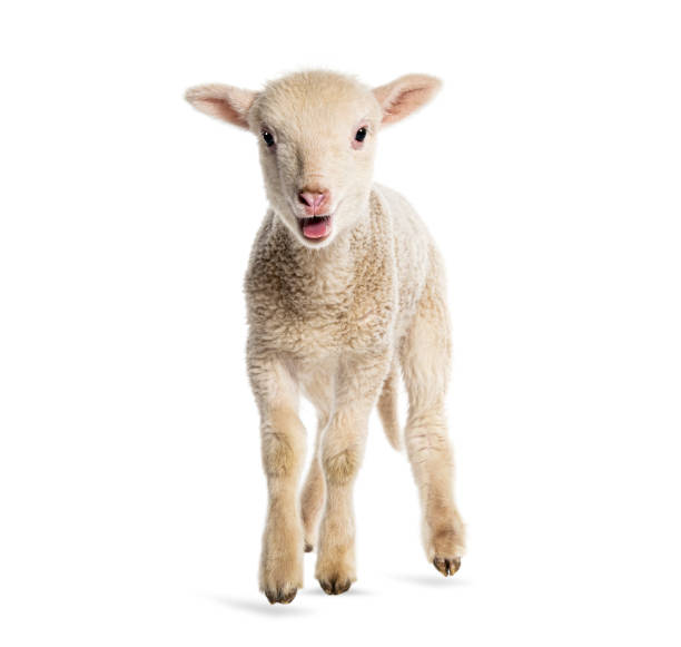 istock Lamb Sopravissana sheep, isolated on white 1680224364