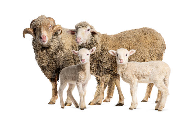 istock Ram and Ewe Sopravissana sheep with her lambs, isolated on white 1680224697