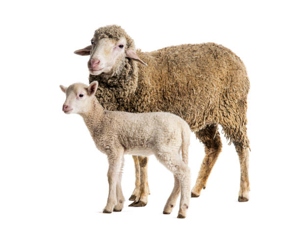istock Ewe Sopravissana sheep with her lamb, isolated on white 1680224701
