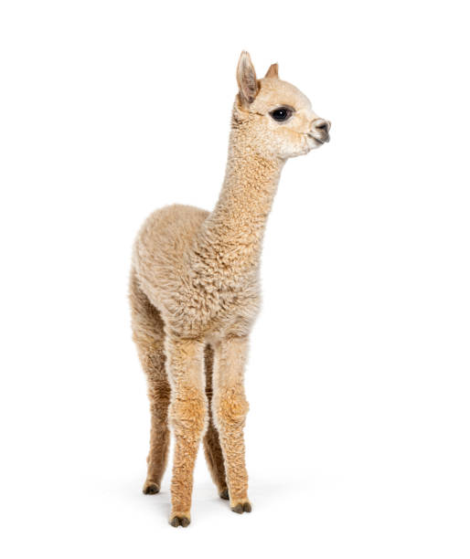 istock Light fawn young alpaca, eight months old - Lama pacos, isolated on white 1680224727