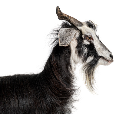 Close up portrait of a adult goat