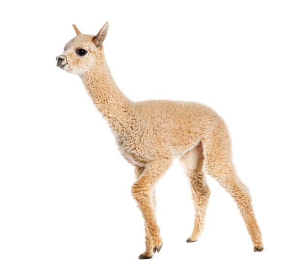 istock Light fawn young alpaca, eight months old - Lama pacos, isolated on white 1680225206