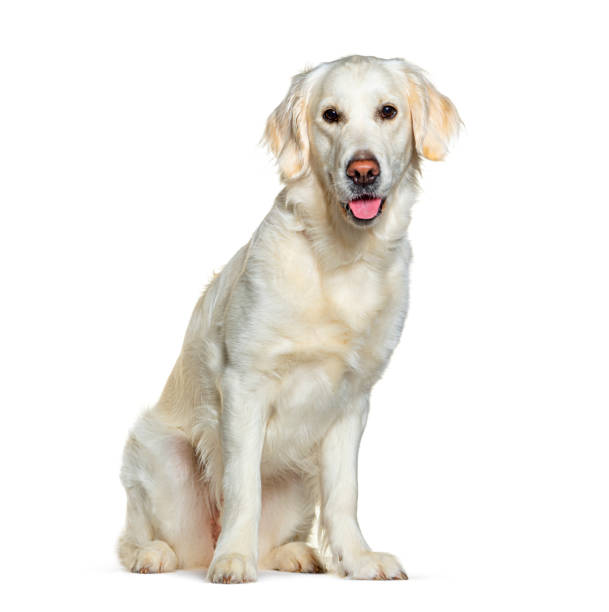 istock Sitting and Panting Golden Retriever looking at the camera, isolated on white 1680225797