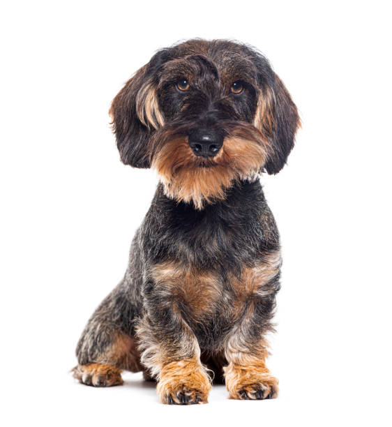istock Sitting long haired Dachshund dog looking at the camera, isolated on white 1680226921