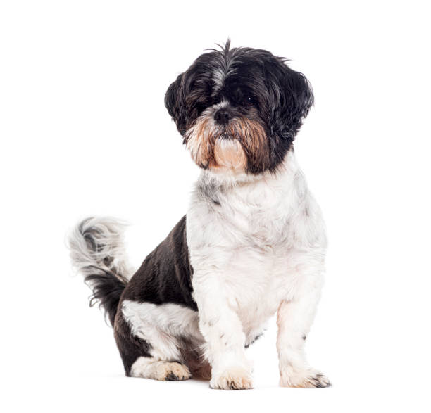 istock Side view of a black and white Shih Tzu looking away 1680227448