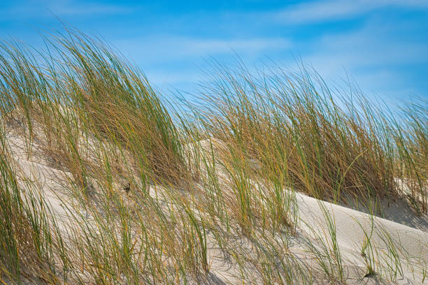 istock Sand dune with beach grass in the wind on Sylt 1680239351