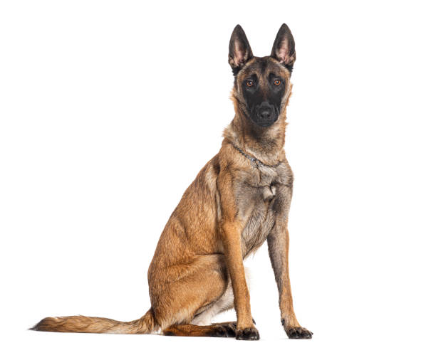 istock Belgian shepherd Malinois wearing a collar, looking at the camera, isolated on white 1680239372