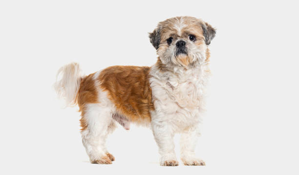 istock side view of a standing Shih tzu, isolated on grey 1680239574