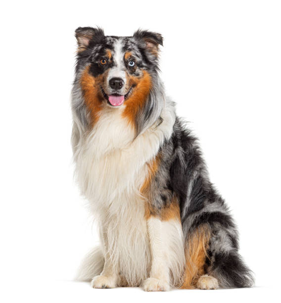 istock looking at the camera sitting Blue Merle Australian Shepherd dog Panting, isolated on white 1680239951