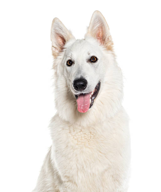 istock Head shot of a panting White swiss shepherd, Isolated on white 1680239978