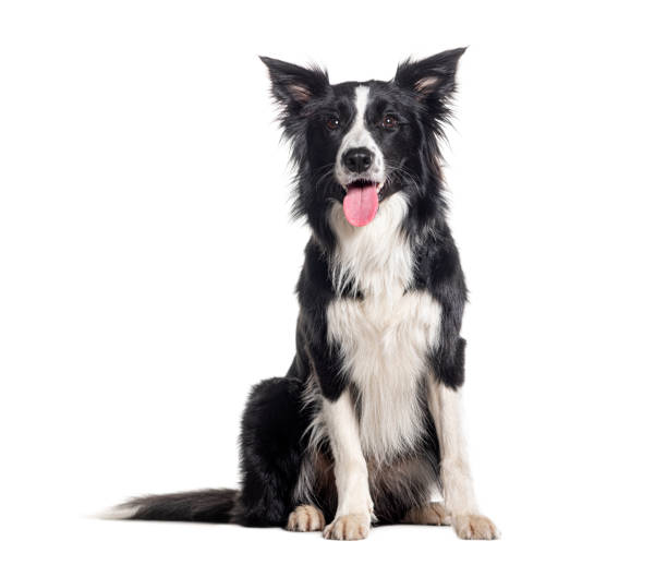 istock Young Black and white Panting Border collie sitting and looking at the camera, One year old, Isolated on white 1680239983