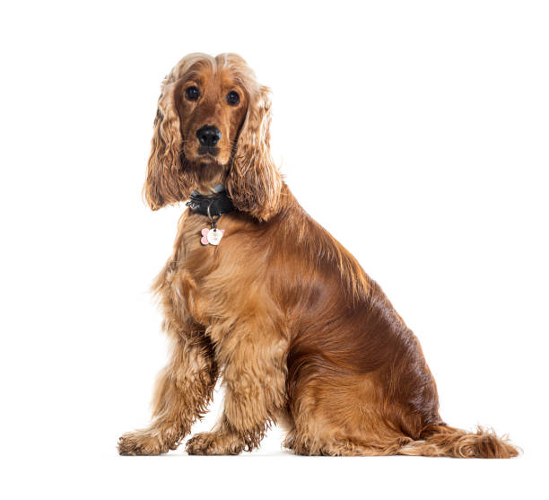 istock Side view of a Cocker sitting, looking at the camera and wearing a collar 1680240546