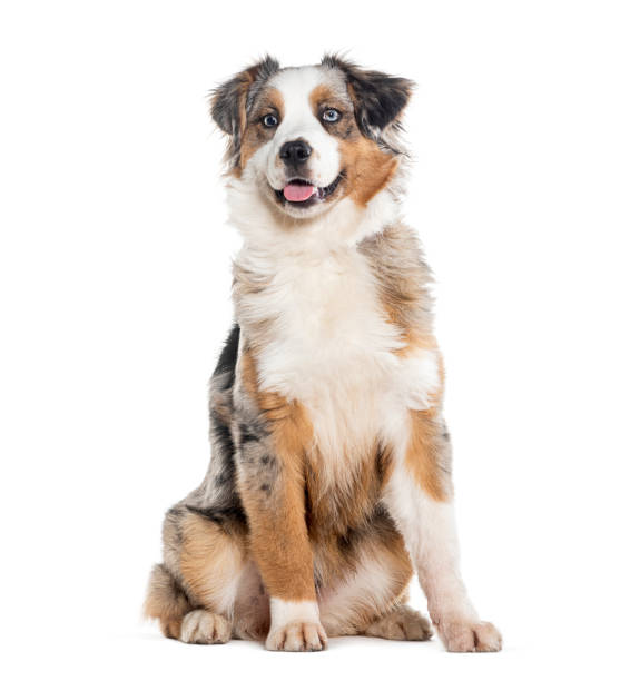 istock Sitting and Panting blue merle Australian shepherd, Isolated on white 1680240577