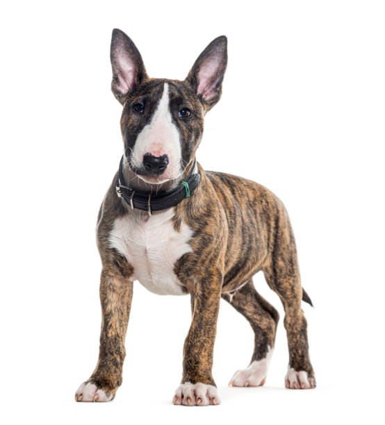Standing Bull Terrier looking at the camera, isolated on white