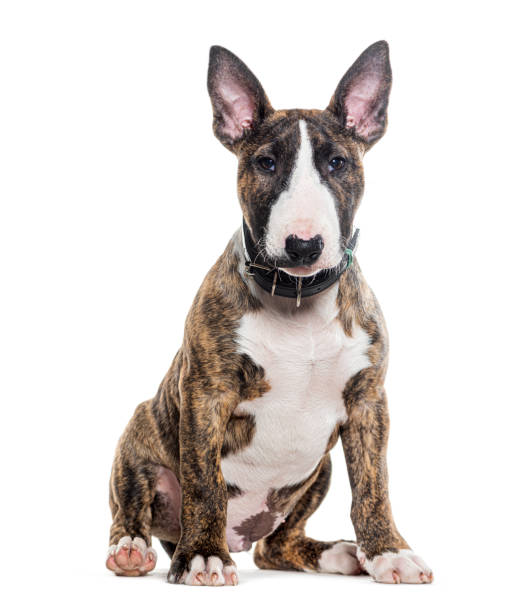 istock Bull Terrier with a collar sitting and looking at the camera, Isolated on white, isolated on white 1680241124