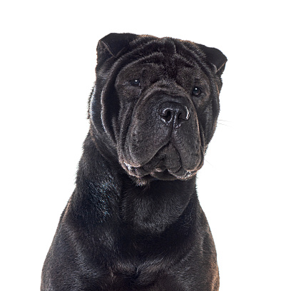 Head shot of a Black Sharpei, isolated on white