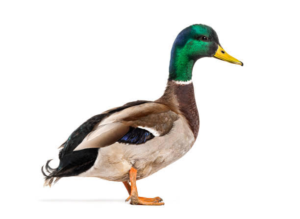 istock Side view of a Mallard Duck standing, Anas platyrhynchos, isolated on white 1680241222