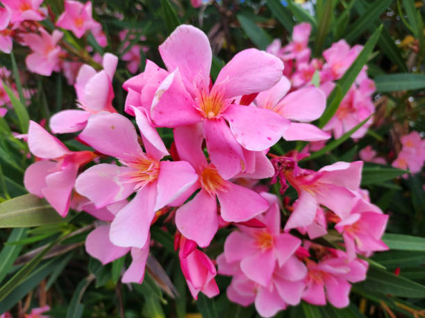 istock branches of colorful blooming oleander bush 1680241699