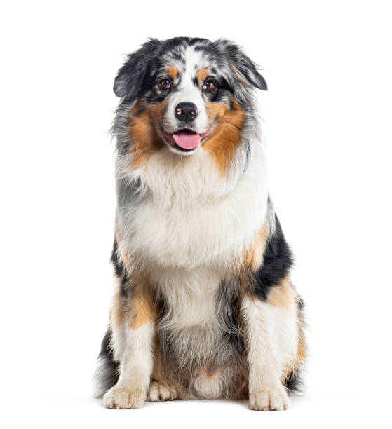 istock Sitting blue merle Australian Shepherd panting, photographed against a white background 1680241704