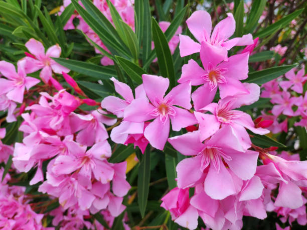 istock branches of colorful blooming oleander bush 1680241708