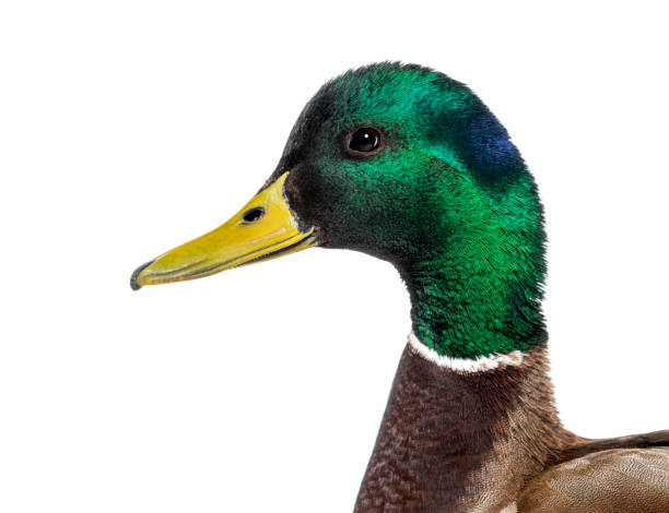 Head shot of Mallard Duck, Anas platyrhynchos, isolated on white