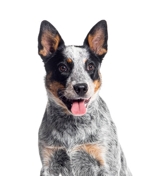 istock Head shot of a panting Australian Cattle Dog, isolated on white 1680242281