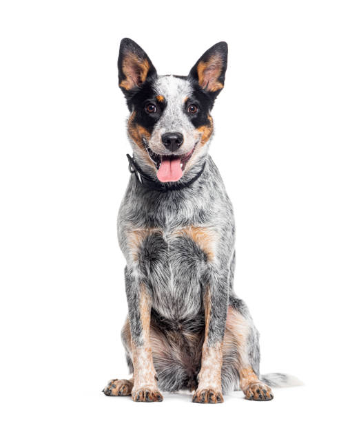istock Sitting and panting Australian Cattle Dog looking at the camera, isolated on white 1680242288