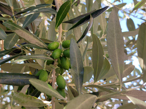 istock branch of olive tree with small olives 1680242319