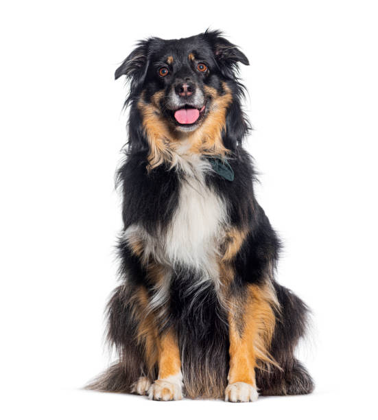 istock Tricolor Australian shepherd panting looking at the camera, isolated on white 1680242870