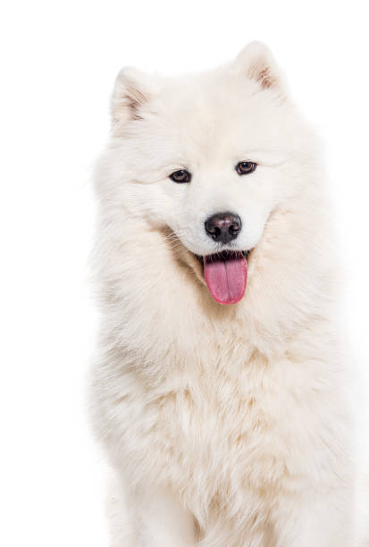 istock Head shot of a white Panting Samoyed dog looking at the camera, isolated on white 1680242875