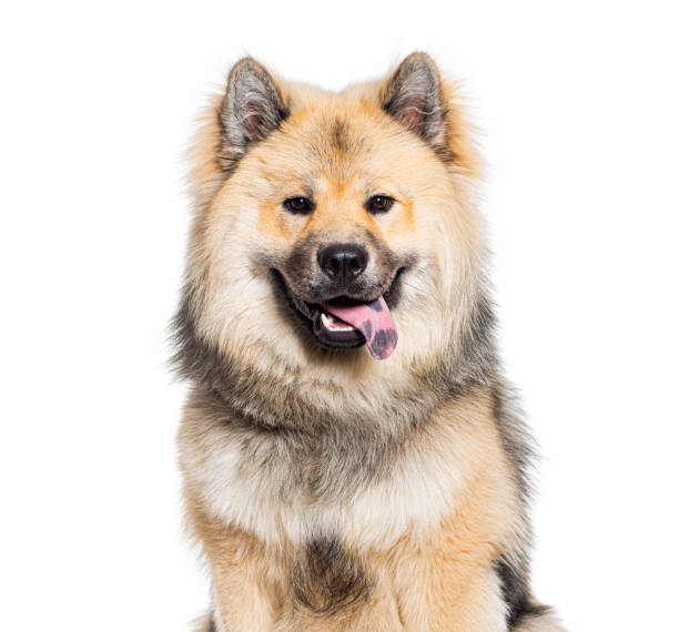 Eurasier Pants Eurasier Pants