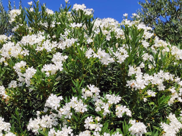 istock branches of colorful blooming oleander bush 1680243948