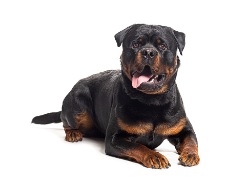 Panting Rottweiler, isolated on white