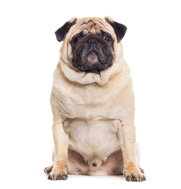 istock Pug sitting and facing at the camera, isolated on white 1680244465