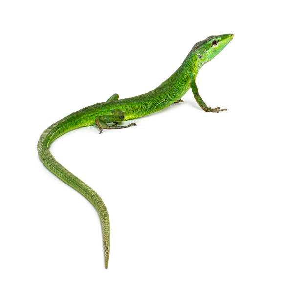 istock Rear view of a Sakishima lizard with its long tail in the foreground, Takydromus dorsalis, isolated on white 1680244490
